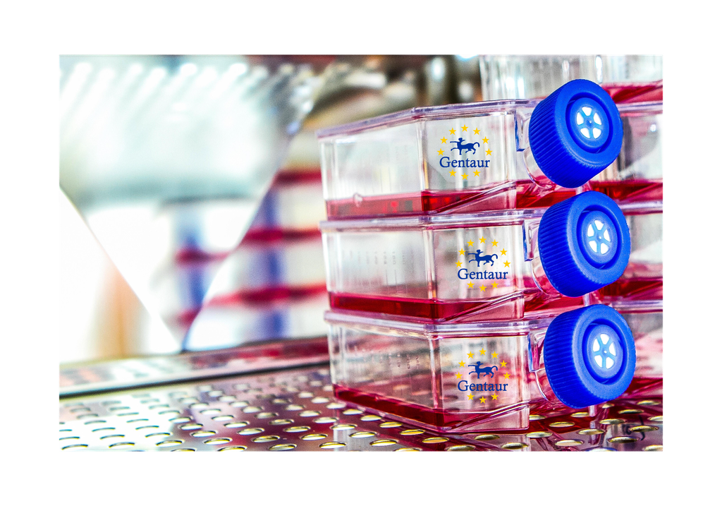 Primary PBMC Cell, Mouse
